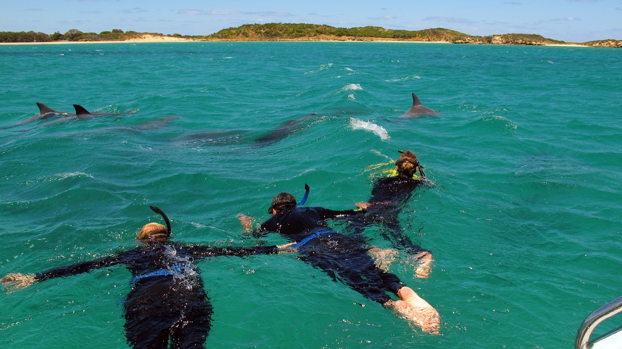 Schwimmen mit Delfinen bei Rockingham in Westaustralien
