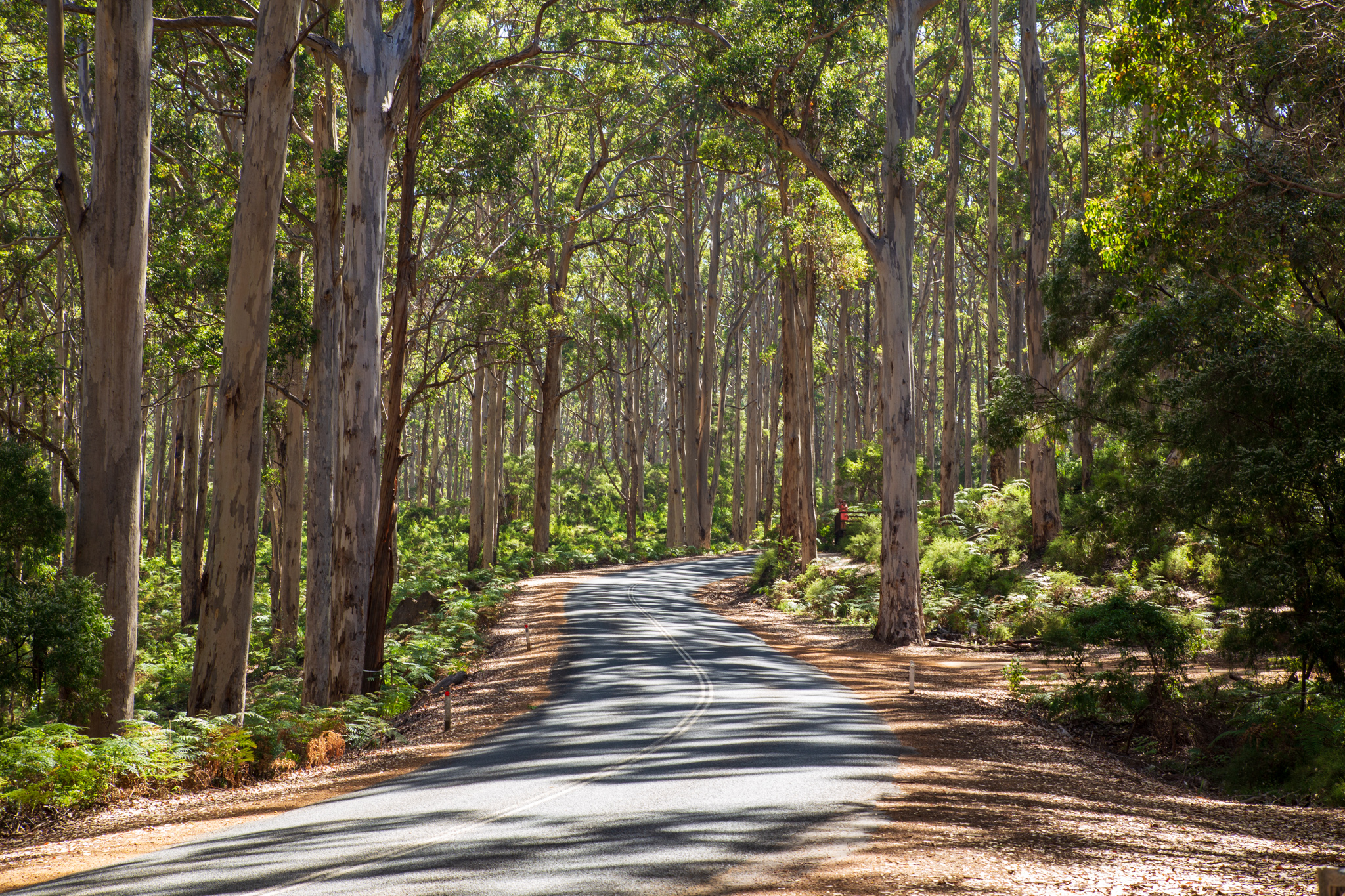 Strasse im Karri Wald, Margaret River, Südwesten, Westaustralien