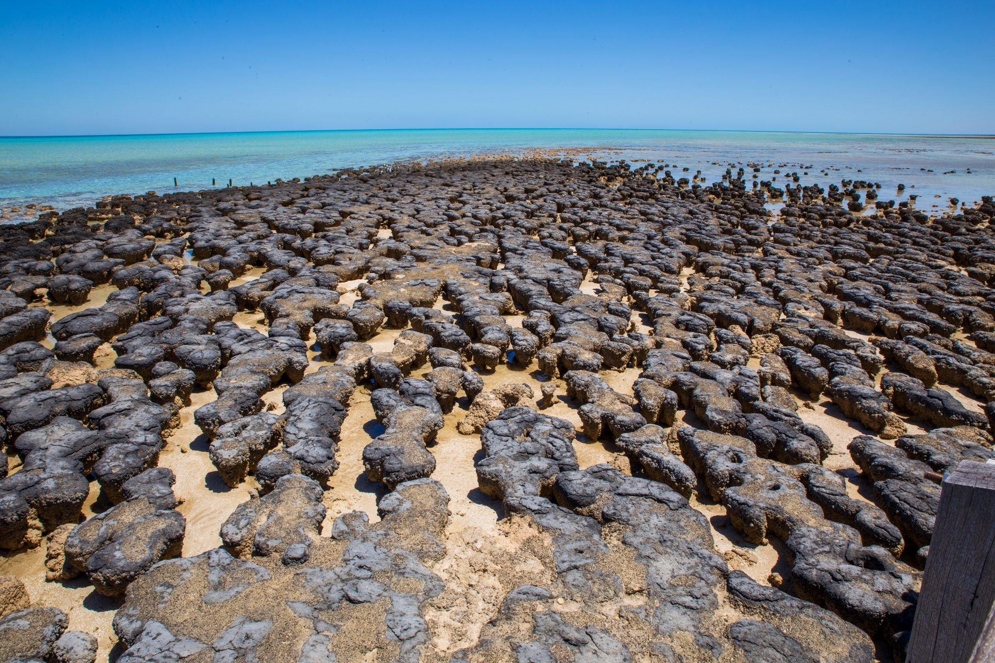 Stromatolithen im Hamelin Pool an der Korallenkueste, Westaustralien