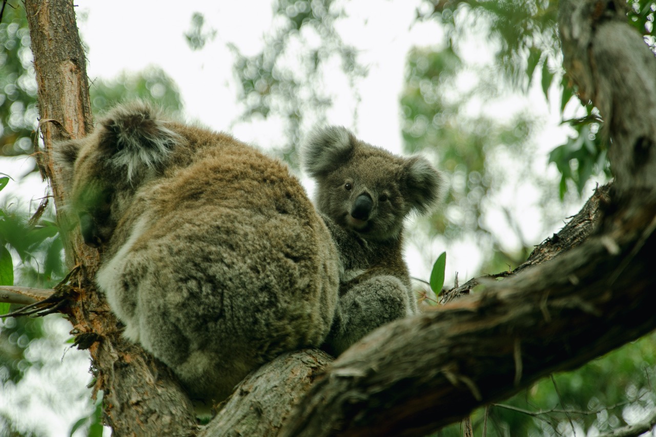 Baby Koala mit seiner Mutter  in Astgabel im Otway Nationalpark