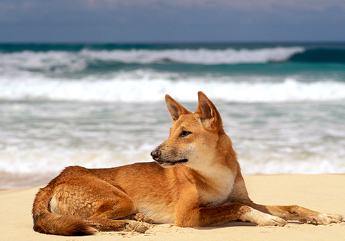 Dingo am Strand von Fraser Island