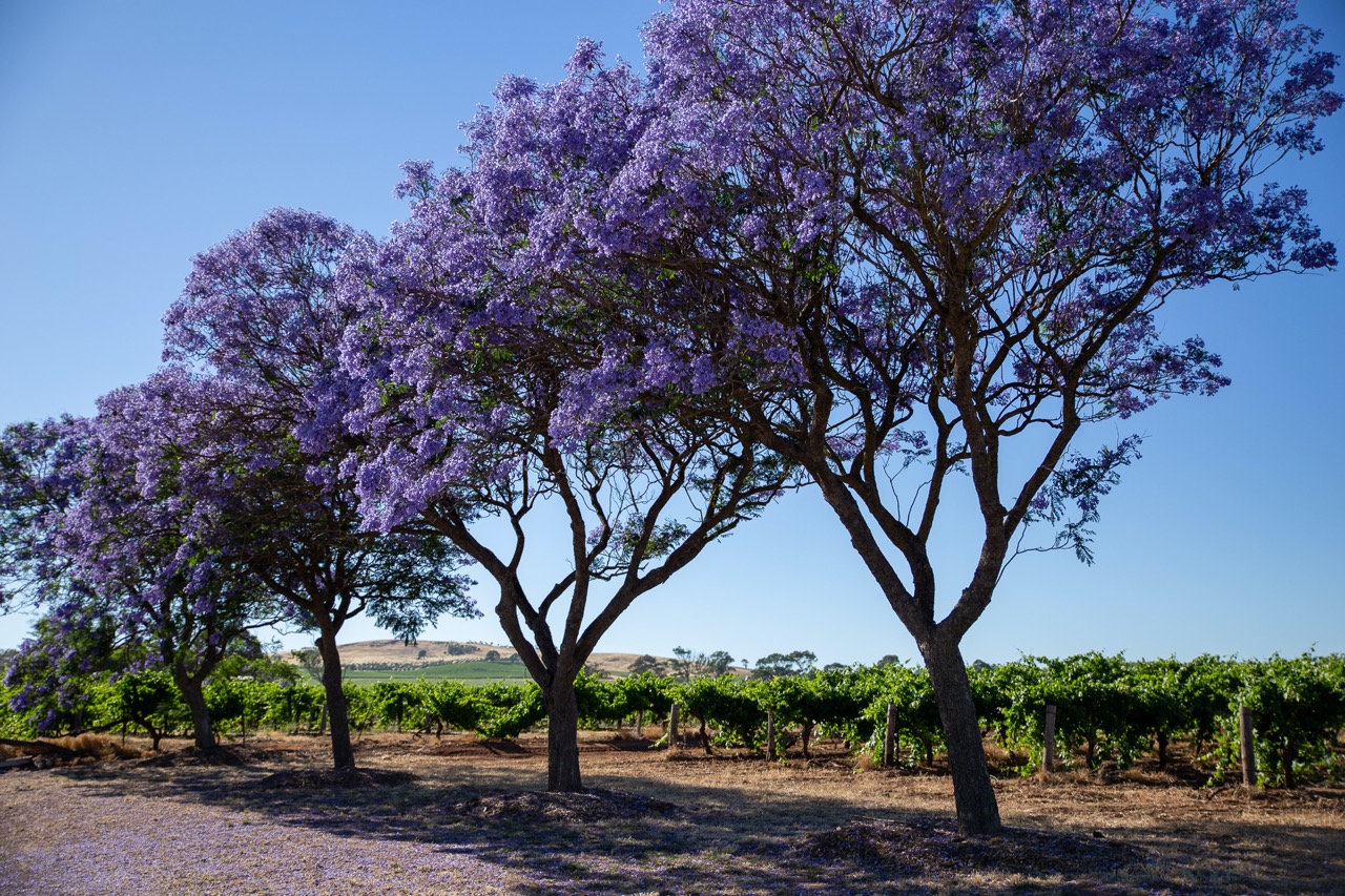 Weinregion, Barossa Valley, Adelaide